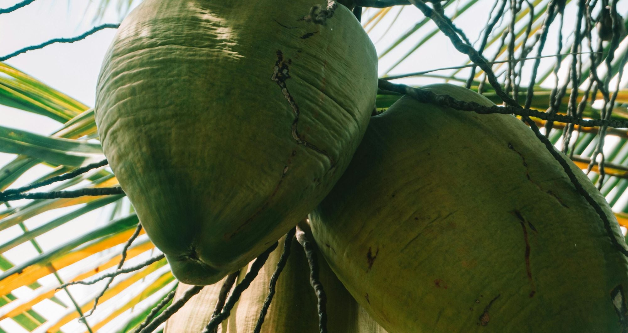 Low-angle shot of a green coconut hanging from a tree under bright daylight