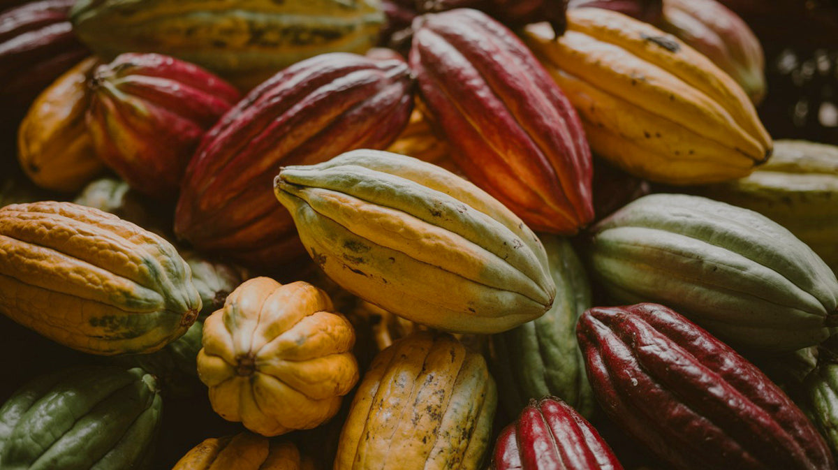 Assorted colorful cocoa pods displayed in a tight cluster