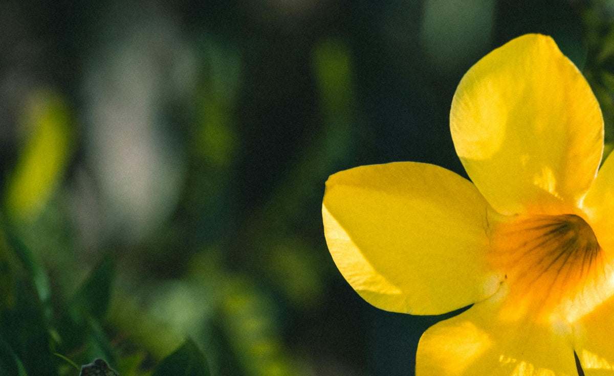 Close-up of a vibrant yellow flower in a green natural background