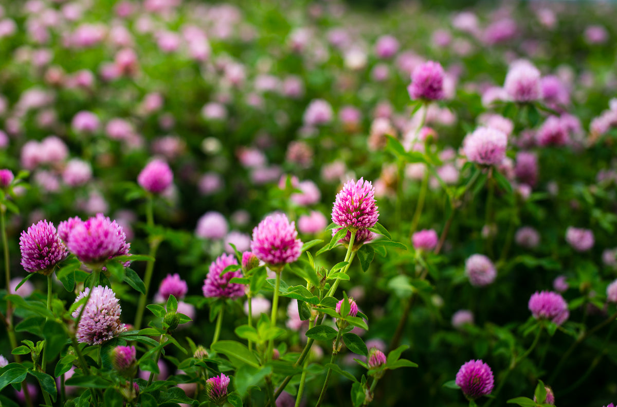 Field of pink flowers with a blurred background